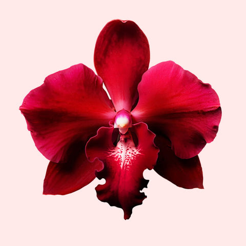 Viktor & Rolf - Flowerbomb Ruby Orchid - Eau de Parfum